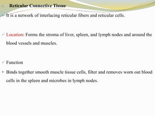 c. Reticular Connective Tissue
 It is a network of interlacing reticular fibers and reticular cells.
 Location: Forms the stroma of liver, spleen, and lymph nodes and around the
blood vessels and muscles.
 Function
 Binds together smooth muscle tissue cells, filter and removes worn out blood
cells in the spleen and microbes in lymph nodes.
 