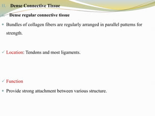II. Dense Connective Tissue
a. Dense regular connective tissue
 Bundles of collagen fibers are regularly arranged in parallel patterns for
strength.
 Location: Tendons and most ligaments.
 Function
 Provide strong attachment between various structure.
 
