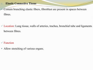 c. Elastic Connective Tissue
 Contain branching elastic fibers, fibroblast are present in spaces between
fibres.
 Location: Lung tissue, walls of arteries, trachea, bronchial tube and ligaments
between fibres.
 Function
 Allow stretching of various organs.
 