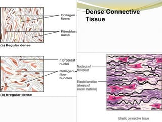 Dense Connective
Tissue
 