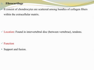 b. Fibrocartilage
 It consist of chondrocytes are scattered among bundles of collagen fibers
within the extracellular matrix.
 Location: Found in intervertebral disc (between vertebrae), tendons.
 Function
 Support and fusion.
 