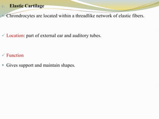 c. Elastic Cartilage
 Chrondrocytes are located within a threadlike network of elastic fibers.
 Location: part of external ear and auditory tubes.
 Function
 Gives support and maintain shapes.
 