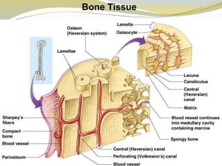 Bone Tissue
 