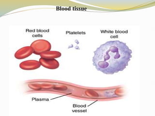 Blood tissue
 