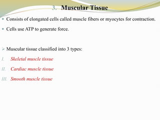 3. Muscular Tissue
 Consists of elongated cells called muscle fibers or myocytes for contraction.
 Cells use ATP to generate force.
 Muscular tissue classified into 3 types:
I. Skeletal muscle tissue
II. Cardiac muscle tissue
III. Smooth muscle tissue
 