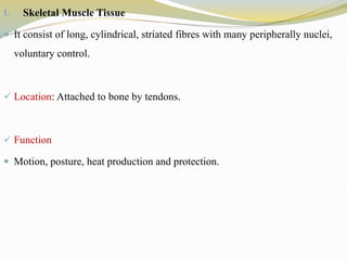 I. Skeletal Muscle Tissue
 It consist of long, cylindrical, striated fibres with many peripherally nuclei,
voluntary control.
 Location: Attached to bone by tendons.
 Function
 Motion, posture, heat production and protection.
 