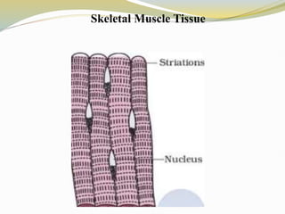 Skeletal Muscle Tissue
 
