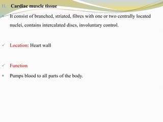 II. Cardiac muscle tissue
 It consist of branched, striated, fibres with one or two centrally located
nuclei, contains intercalated discs, involuntary control.
 Location: Heart wall
 Function
 Pumps blood to all parts of the body.
 