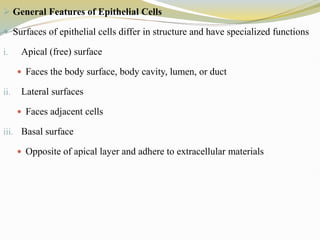  General Features of Epithelial Cells
 Surfaces of epithelial cells differ in structure and have specialized functions
i. Apical (free) surface
 Faces the body surface, body cavity, lumen, or duct
ii. Lateral surfaces
 Faces adjacent cells
iii. Basal surface
 Opposite of apical layer and adhere to extracellular materials
 