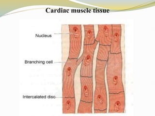 Cardiac muscle tissue
 