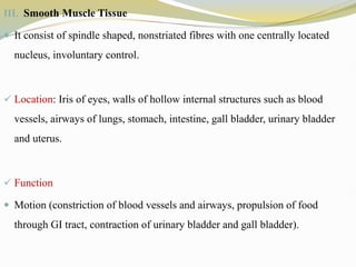 III. Smooth Muscle Tissue
 It consist of spindle shaped, nonstriated fibres with one centrally located
nucleus, involuntary control.
 Location: Iris of eyes, walls of hollow internal structures such as blood
vessels, airways of lungs, stomach, intestine, gall bladder, urinary bladder
and uterus.
 Function
 Motion (constriction of blood vessels and airways, propulsion of food
through GI tract, contraction of urinary bladder and gall bladder).
 