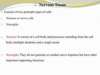 4. Nervous Tissue
 Consists of two principle types of cells
a. Neurons or nerve cells
b. Neuroglia
a. Neurons: It consist of a cell body and processes extending from the cell
body (multiple dendrites and a single axon).
b. Neuroglia: They do not generate or conduct nerve impulses but have other
important supporting functions.
 