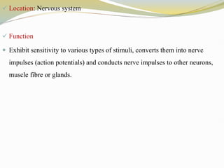  Location: Nervous system
 Function
 Exhibit sensitivity to various types of stimuli, converts them into nerve
impulses (action potentials) and conducts nerve impulses to other neurons,
muscle fibre or glands.
 