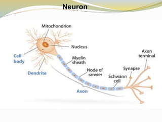 Neuron
 