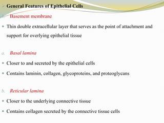 General Features of Epithelial Cells
1. Basement membrane
 Thin double extracellular layer that serves as the point of attachment and
support for overlying epithelial tissue
a. Basal lamina
 Closer to and secreted by the epithelial cells
 Contains laminin, collagen, glycoproteins, and proteoglycans
b. Reticular lamina
 Closer to the underlying connective tissue
 Contains collagen secreted by the connective tissue cells
 