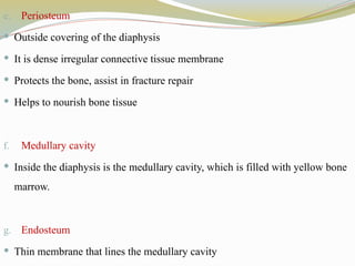 e. Periosteum
 Outside covering of the diaphysis
 It is dense irregular connective tissue membrane
 Protects the bone, assist in fracture repair
 Helps to nourish bone tissue
f. Medullary cavity
 Inside the diaphysis is the medullary cavity, which is filled with yellow bone
marrow.
g. Endosteum
 Thin membrane that lines the medullary cavity
 