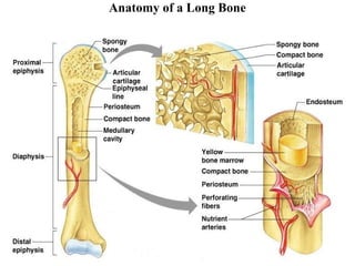 Anatomy of a Long Bone
 