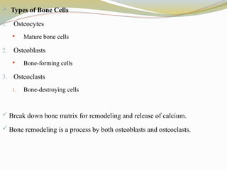  Types of Bone Cells
1. Osteocytes
 Mature bone cells
2. Osteoblasts
 Bone-forming cells
3. Osteoclasts
1. Bone-destroying cells
 Break down bone matrix for remodeling and release of calcium.
 Bone remodeling is a process by both osteoblasts and osteoclasts.
 