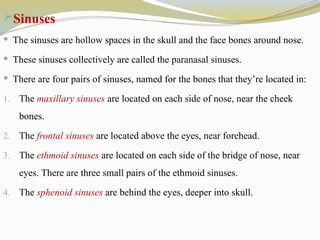 Sinuses
 The sinuses are hollow spaces in the skull and the face bones around nose.
 These sinuses collectively are called the paranasal sinuses.
 There are four pairs of sinuses, named for the bones that they’re located in:
1. The maxillary sinuses are located on each side of nose, near the cheek
bones.
2. The frontal sinuses are located above the eyes, near forehead.
3. The ethmoid sinuses are located on each side of the bridge of nose, near
eyes. There are three small pairs of the ethmoid sinuses.
4. The sphenoid sinuses are behind the eyes, deeper into skull.
 