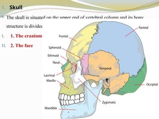1. Skull
 The skull is situated on the upper end of vertebral column and its bony
structure is divided into 2 parts.
I. 1. The cranium
II. 2. The face
 
