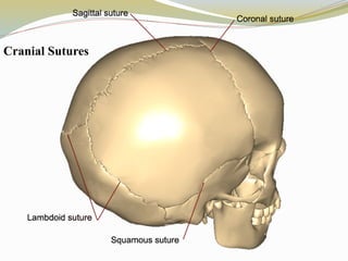 Cranial Sutures
 