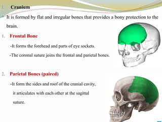 I. Cranium
 It is formed by flat and irregular bones that provides a bony protection to the
brain.
1. Frontal Bone
-It forms the forehead and parts of eye sockets.
-The coronal suture joins the frontal and parietal bones.
2. Parietal Bones (paired)
-It form the sides and roof of the cranial cavity,
it articulates with each other at the sagittal
suture.
 