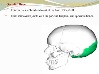 4. Occipital Bone
 It forms back of head and most of the base of the skull.
 It has immovable joints with the parietal, temporal and sphenoid bones.
 