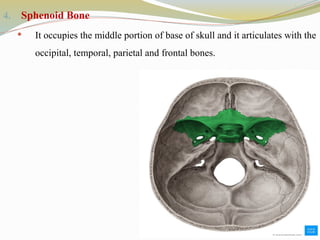 4. Sphenoid Bone
 It occupies the middle portion of base of skull and it articulates with the
occipital, temporal, parietal and frontal bones.
 