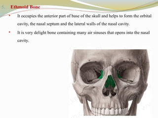 5. Ethmoid Bone
 It occupies the anterior part of base of the skull and helps to form the orbital
cavity, the nasal septum and the lateral walls of the nasal cavity.
 It is very delight bone containing many air sinuses that opens into the nasal
cavity.
 
