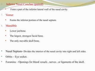 6. Inferior Nasal Conchae (paired)
 Form a part of the inferior lateral wall of the nasal cavity.
7. Vomer
 Forms the inferior portion of the nasal septum.
8. Mandible
 Lower jawbone.
 The largest, strongest facial bone.
 The only movable skull bone.
 Nasal Septum- Divides the interior of the nasal cavity into right and left sides.
 Orbits – Eye socket.
 Foramina – Openings for blood vessels , nerves , or ligaments of the skull.
 