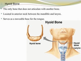 2. Hyoid Bone
 The only bone that does not articulate with another bone.
 Located in anterior neck between the mandible and larynx.
 Serves as a moveable base for the tongue.
 
