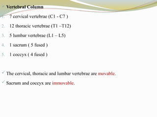  Vertebral Column
1. 7 cervical vertebrae (C1 - C7 )
2. 12 thoracic vertebrae (T1 –T12)
3. 5 lumbar vertebrae (L1 – L5)
4. 1 sacrum ( 5 fused )
5. 1 coccyx ( 4 fused )
 The cervical, thoracic and lumbar vertebrae are movable.
 Sacrum and coccyx are immovable.
 