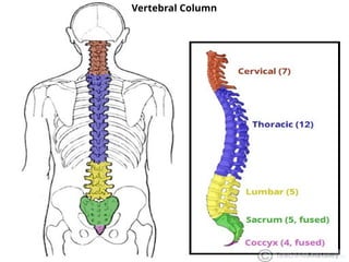 Vertebral Column
 