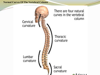 Normal Curves Of The Vertebral Column
 