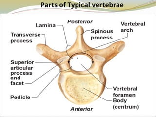 Parts of Typical vertebrae
 