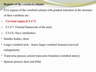  Regions of the vertebral column
 Five regions of the vertebral column with gradual transition in the structure
of their vertebrae are:
1. Cervical region (C1-C7)
a) C1-C7- Formed framework of the neck.
b) C3-C6- Have similarities:
 Smaller bodies, short.
 Larger vertebral arch – hence larger vertebral foramen (cervical
enlargement).
 Transverse process consist transverse foramina (vertebral artery).
 Spinous process short and bifid.
 