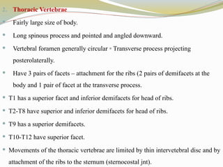 2. Thoracic Vertebrae
 Fairly large size of body.
 Long spinous process and pointed and angled downward.
 Vertebral foramen generally circular ◦ Transverse process projecting
posterolaterally.
 Have 3 pairs of facets – attachment for the ribs (2 pairs of demifacets at the
body and 1 pair of facet at the transverse process.
 T1 has a superior facet and inferior demifacets for head of ribs.
 T2-T8 have superior and inferior demifacets for head of ribs.
 T9 has a superior demifacets.
 T10-T12 have superior facet.
 Movements of the thoracic vertebrae are limited by thin intervetebral disc and by
attachment of the ribs to the sternum (sternocostal jnt).
 