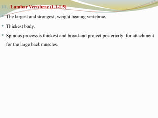 III. Lumbar Vertebrae (L1-L5)
 The largest and strongest, weight bearing vertebrae.
 Thickest body.
 Spinous process is thickest and broad and project posteriorly for attachment
for the large back muscles.
 