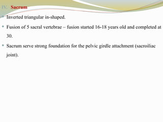 IV. Sacrum
 Inverted triangular in-shaped.
 Fusion of 5 sacral vertebrae – fusion started 16-18 years old and completed at
30.
 Sacrum serve strong foundation for the pelvic girdle attachment (sacroiliac
joint).
 