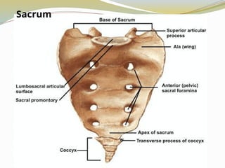 Sacrum
 