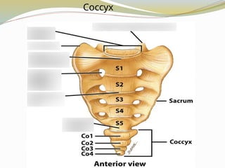 Coccyx
 