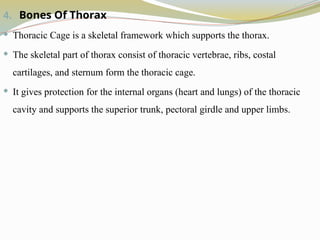 4. Bones Of Thorax
 Thoracic Cage is a skeletal framework which supports the thorax.
 The skeletal part of thorax consist of thoracic vertebrae, ribs, costal
cartilages, and sternum form the thoracic cage.
 It gives protection for the internal organs (heart and lungs) of the thoracic
cavity and supports the superior trunk, pectoral girdle and upper limbs.
 