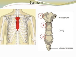 Sternum
 