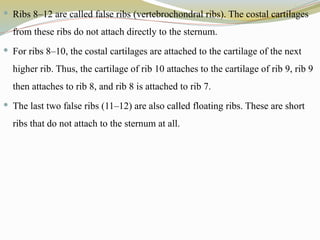  Ribs 8–12 are called false ribs (vertebrochondral ribs). The costal cartilages
from these ribs do not attach directly to the sternum.
 For ribs 8–10, the costal cartilages are attached to the cartilage of the next
higher rib. Thus, the cartilage of rib 10 attaches to the cartilage of rib 9, rib 9
then attaches to rib 8, and rib 8 is attached to rib 7.
 The last two false ribs (11–12) are also called floating ribs. These are short
ribs that do not attach to the sternum at all.
 