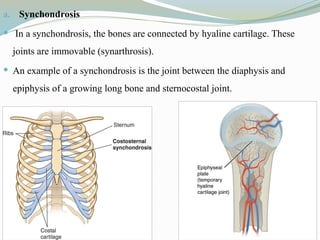 a. Synchondrosis
 In a synchondrosis, the bones are connected by hyaline cartilage. These
joints are immovable (synarthrosis).
 An example of a synchondrosis is the joint between the diaphysis and
epiphysis of a growing long bone and sternocostal joint.
 