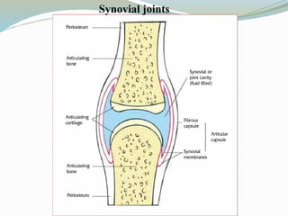 Synovial joints
 