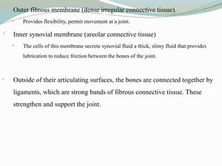  Outer fibrous membrane (dense irregular connective tissue).
 Provides flexibility, permit movement at a joint.
 Inner synovial membrane (areolar connective tissue)
 The cells of this membrane secrete synovial fluid a thick, slimy fluid that provides
lubrication to reduce friction between the bones of the joint.
• Outside of their articulating surfaces, the bones are connected together by
ligaments, which are strong bands of fibrous connective tissue. These
strengthen and support the joint.
 