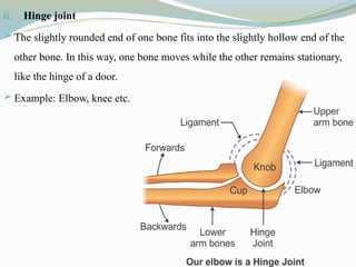 ii. Hinge joint
 The slightly rounded end of one bone fits into the slightly hollow end of the
other bone. In this way, one bone moves while the other remains stationary,
like the hinge of a door.
 Example: Elbow, knee etc.
 