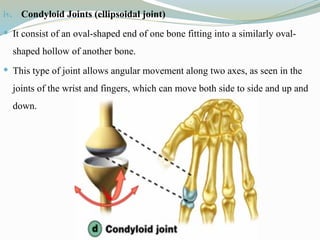 iv. Condyloid Joints (ellipsoidal joint)
 It consist of an oval-shaped end of one bone fitting into a similarly oval-
shaped hollow of another bone.
 This type of joint allows angular movement along two axes, as seen in the
joints of the wrist and fingers, which can move both side to side and up and
down.
 
