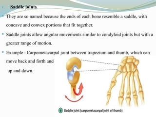 v. Saddle joints
 They are so named because the ends of each bone resemble a saddle, with
concave and convex portions that fit together.
 Saddle joints allow angular movements similar to condyloid joints but with a
greater range of motion.
 Example : Carpometacarpal joint between trapezium and thumb, which can
move back and forth and
up and down.
 
